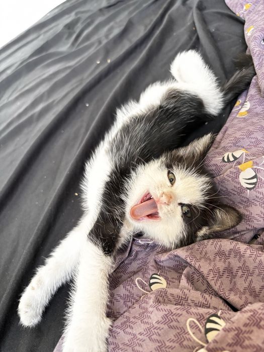 Отдам котенка даром