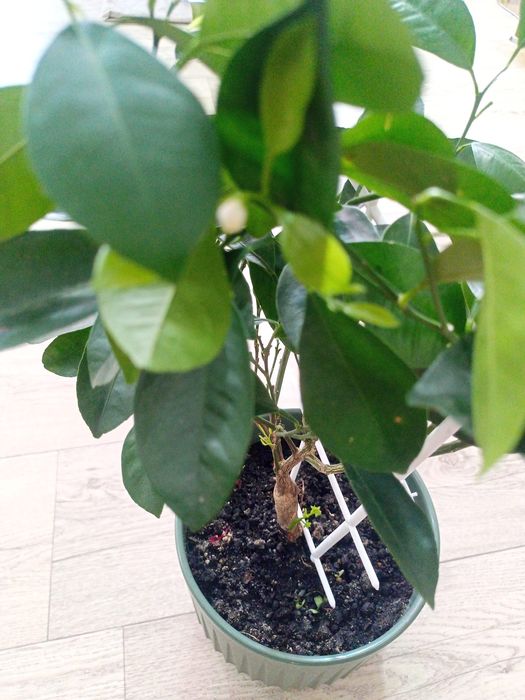 Комнатное мандариновое дерево.