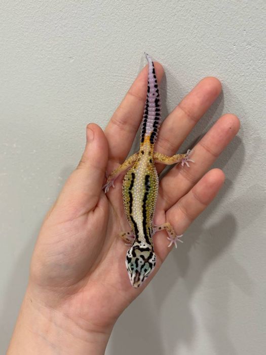 Эублефары разных морф