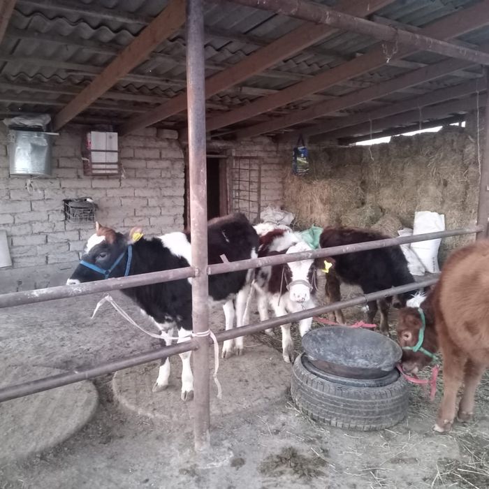 Бычок, Таналар 11 бас