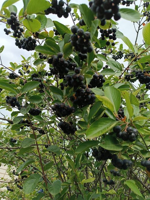 Срочно продажа дачи