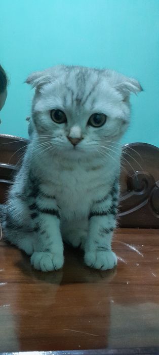 Зотдор тоза кон мушукча сотилади.     Продаётся котёнок