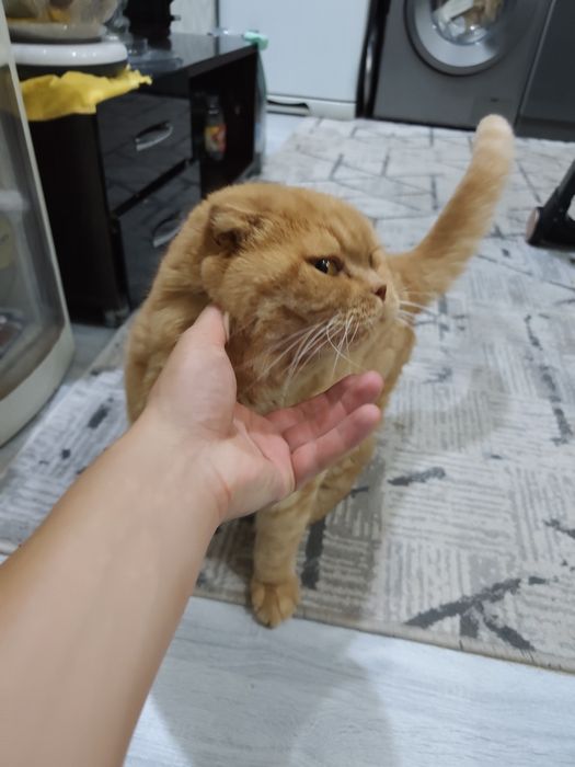 Кот, отдам в хорошие руки. Скотишфолд.