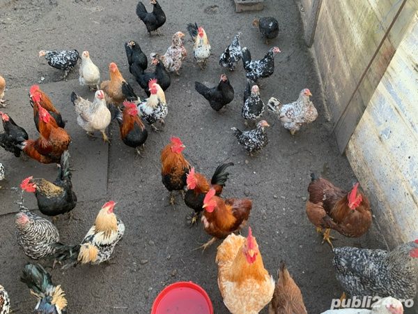 Vând găini pitice (japoneze)