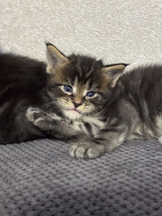 Котята Мейн-кун.