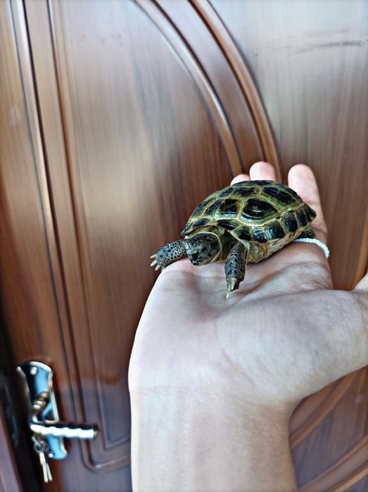 Toshbaqa bolasi sotiladi! (Продается Черепаха)