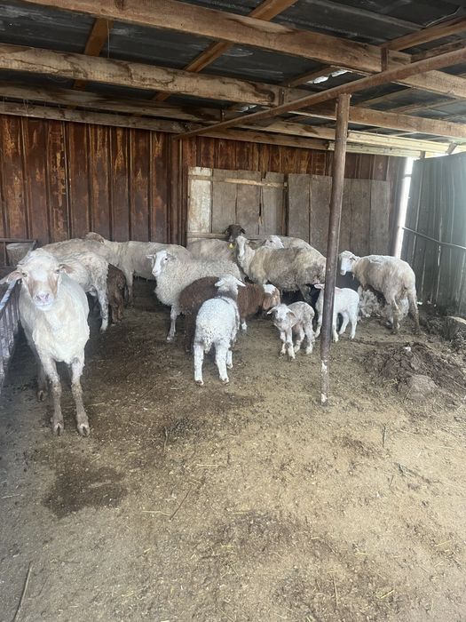 Козды кой сатылады 9бас