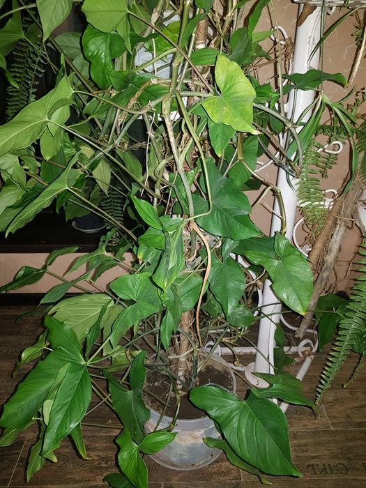 Комнатные. Растения