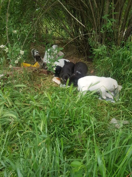 Donez catei rasa comuna