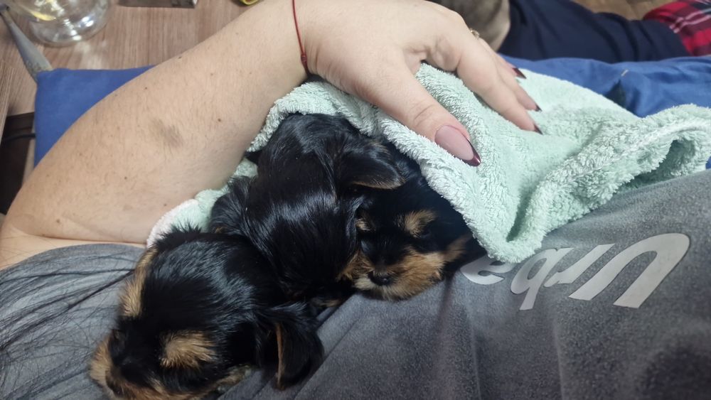 Продам щенков йорка