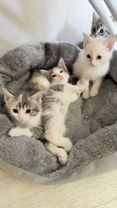 Отдам  котят,ласковые