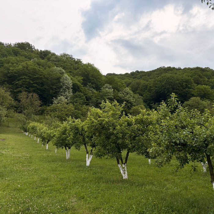 Casa cu anexe, curte, gradina, livada, padure