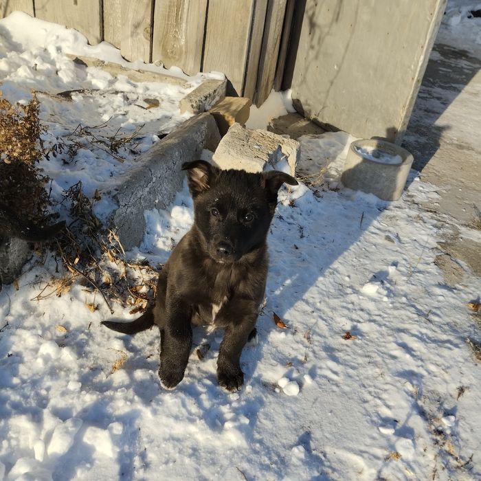 Отдам в добрые руки