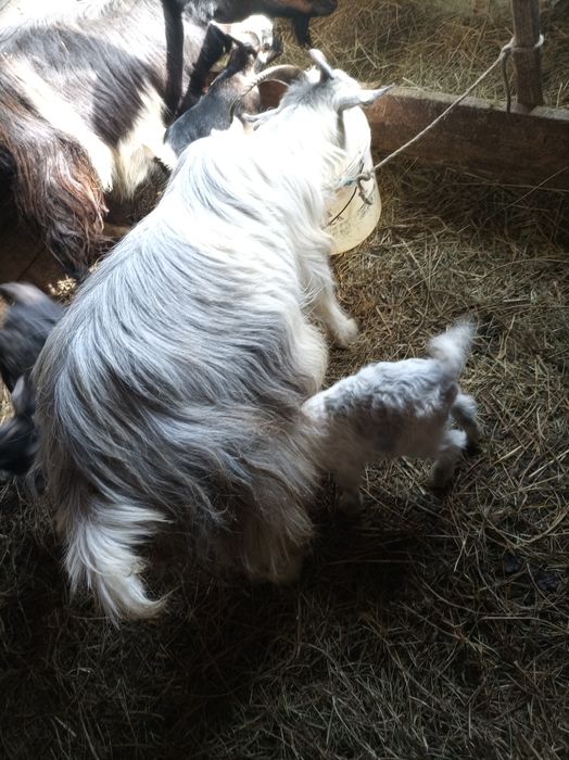 Vând 2 capre tinere