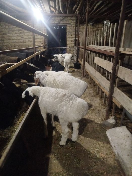 Она бола куйлар СОТИЛАДИ