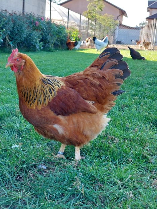 Ouă de incubat, pui de o zi,  păsări de rasă