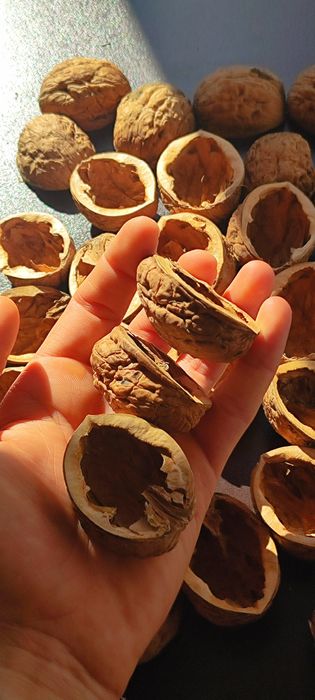 Черупка от едър орех за Handmade декорации