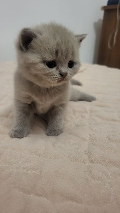 Котятки бриташки