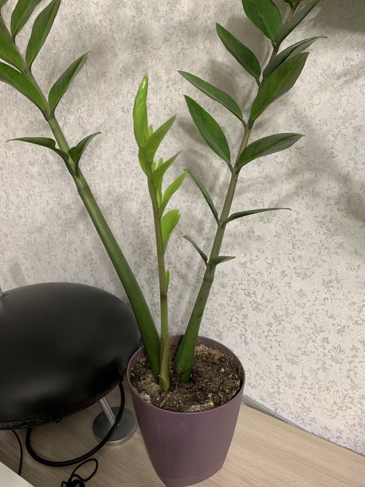 Замиокулькас. Доллоровое дерево