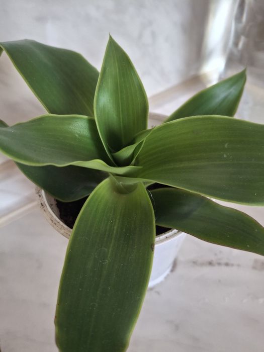 Золотой ус. Лечебный