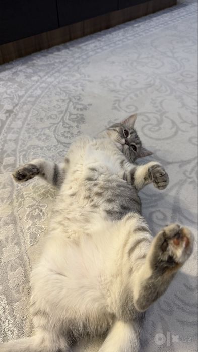 Продаётся котёнок Скоттиш страйт