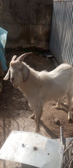 Козел годовалый смешанный