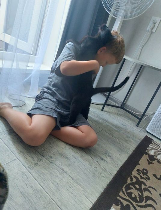 Отдам черно шоколадного кота