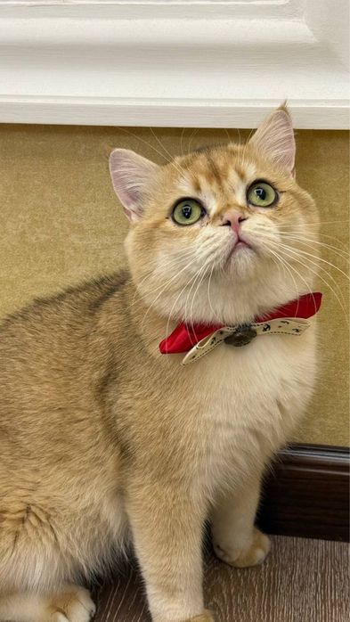 ВЯЗКА. Золотистая шиншилла, кот для вязки