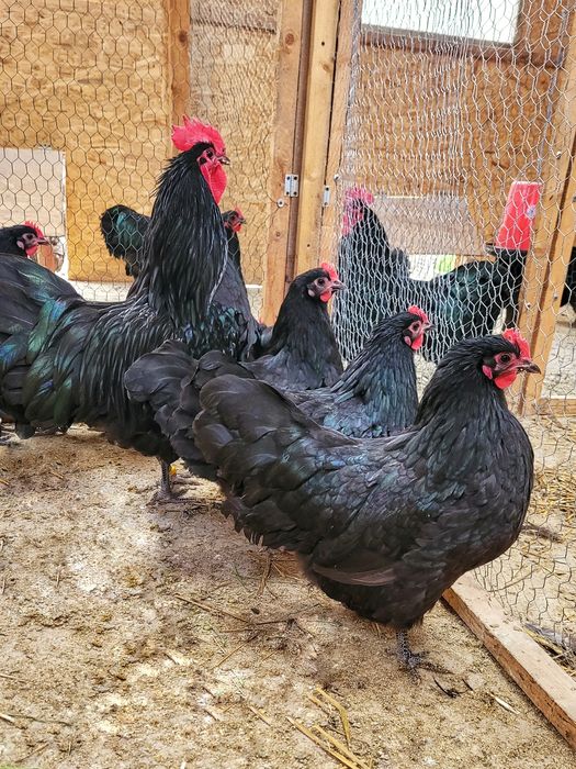 Oua pentru incubat rasa Australorp ! Rasă pură!