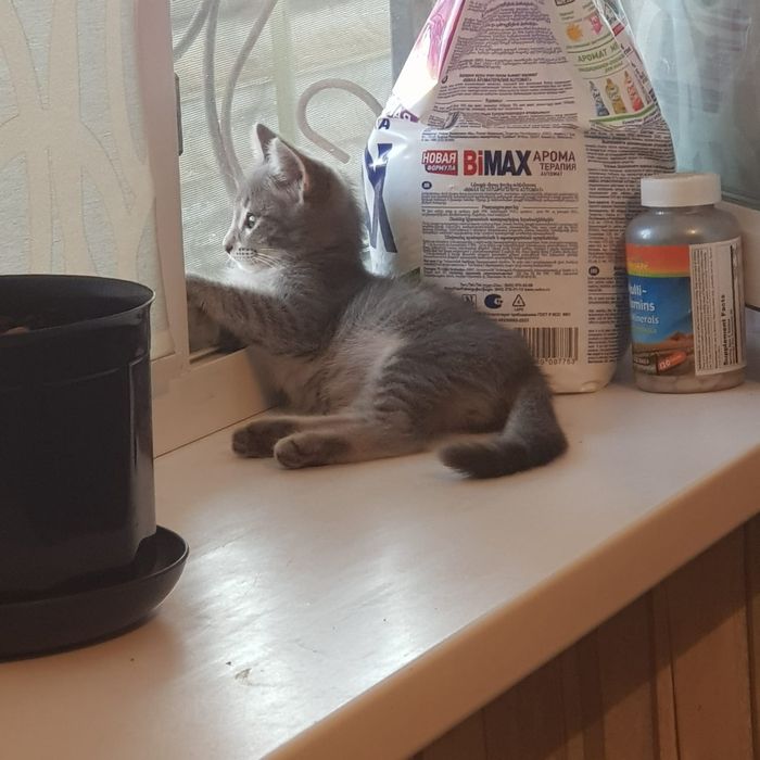 Отдам котенка в добрые руки