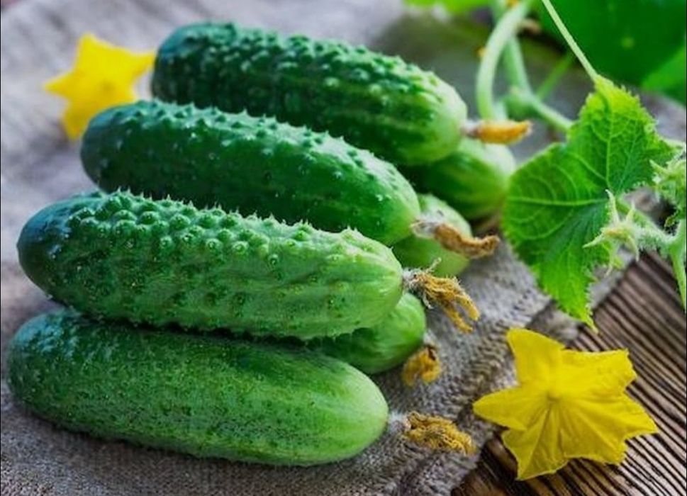 Рассада овощей и цветов