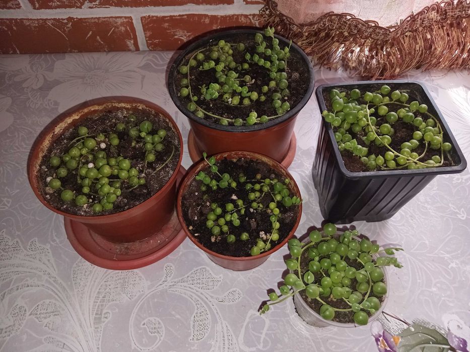 Крестовник Роули, ампельный