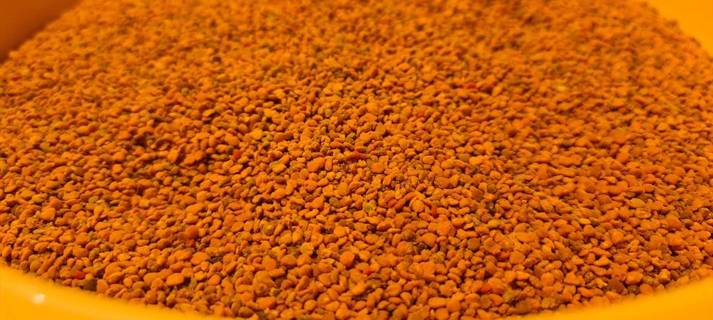 Polen albine poliflor de primăvara (păpădie, p. fructiferi, 2024)