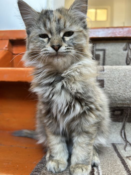 Котенок (4 айлық марғау, ұрғашы)