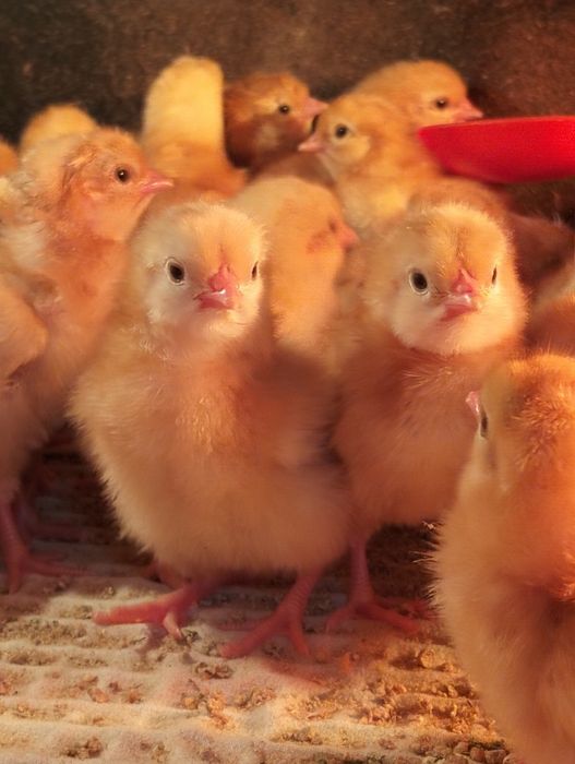 Продам цыплят Ломан Браун