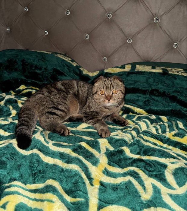 Scottish Fold mushuk