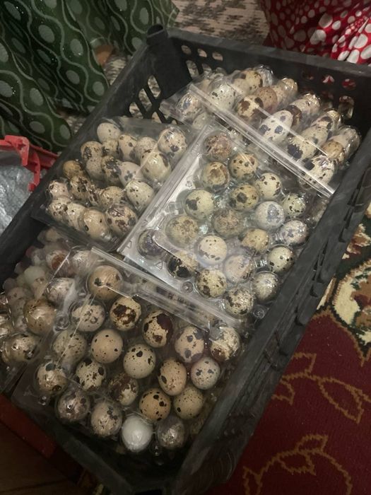 Бедана тухум оптом 2000дан ошса 400 сумдан