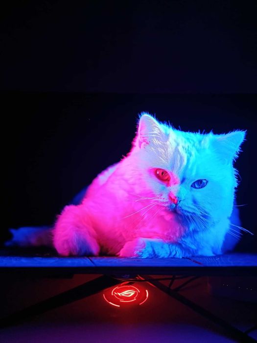 Монитор OLED ASUS PG32UCDMR 32” 4k