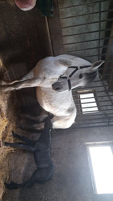 Vand iapă 9 ani, gestanta