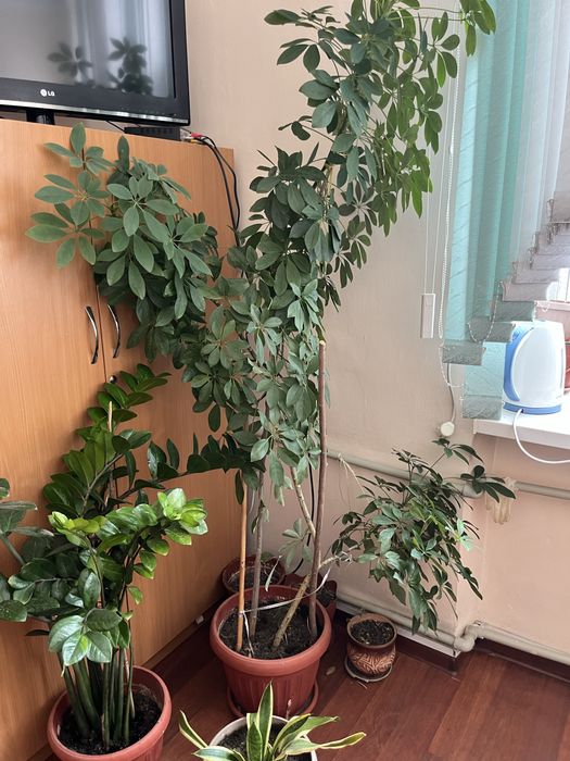 Срочно продам цветый