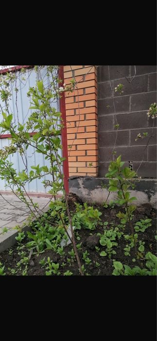 Продам Деревковую Вишню