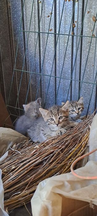 Котята в добрые руки