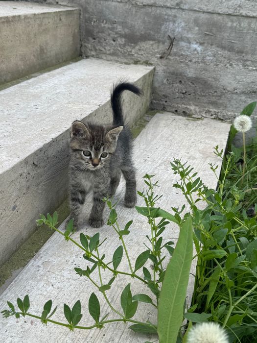 Отдам котят в хорошие руки