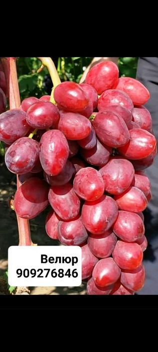 Аватар , хэллоуин, ламборжини узум каламчалари ва кучатлари сотилади