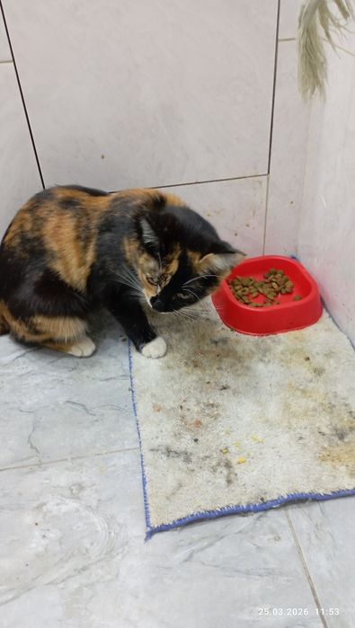 Чья потеряшка,девочка.