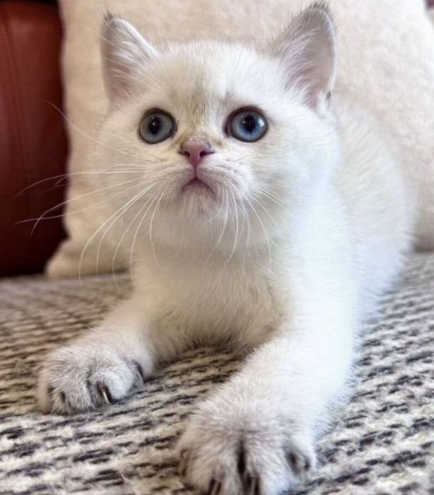 Шиншиллки котята скоттиш страйт
