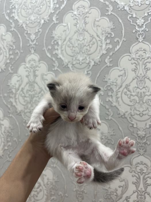 Котенки породистые