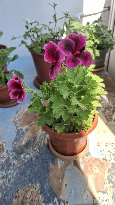 Королевская герань,  1000тг.