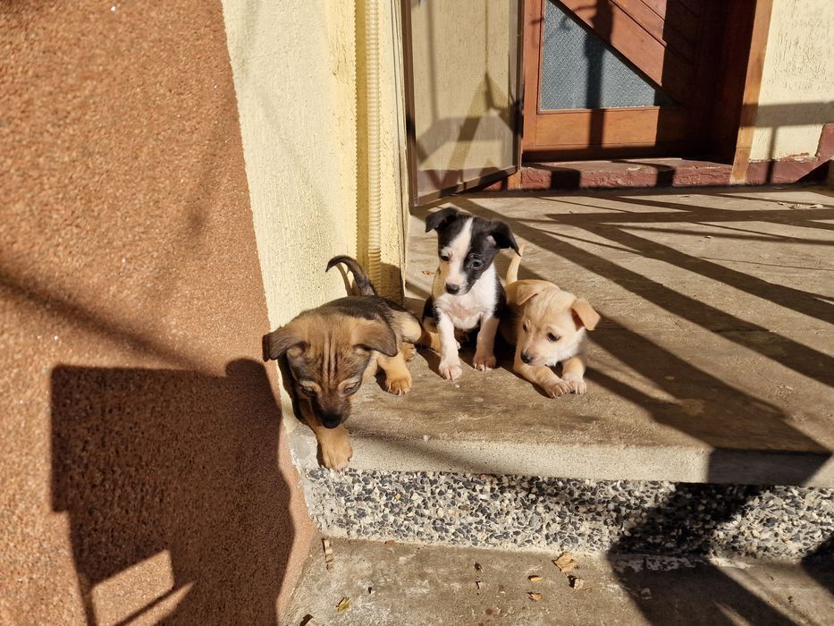 Подарявам ваксинирани кученца