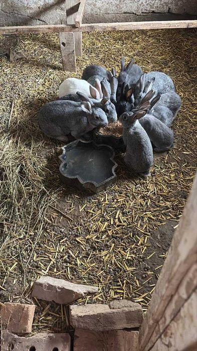 Қояндар сатылады(көжектерімен)